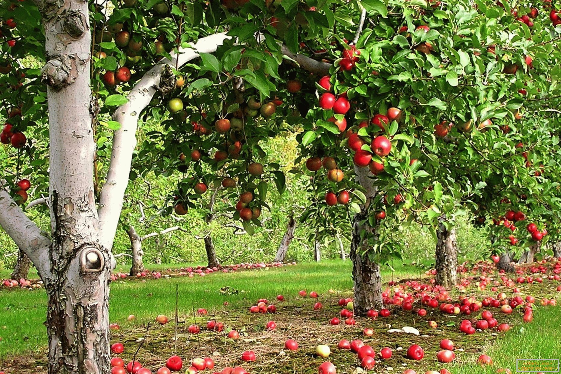 яблычны сад