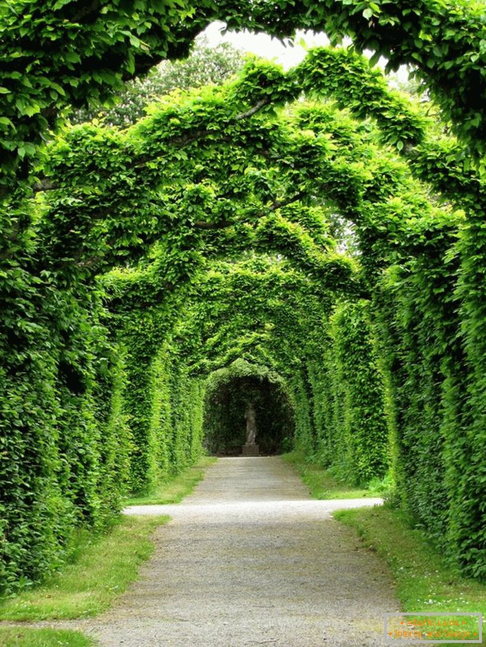 Трохсот гадовая жывая арка з самшыту рэзідэнцыі клана Рос - замак Бирр, Ірландыя. Гэта тое, што нельга купіць за грошы.