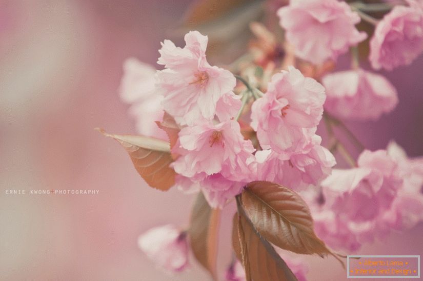 Фотографии цветов Эрні Квон