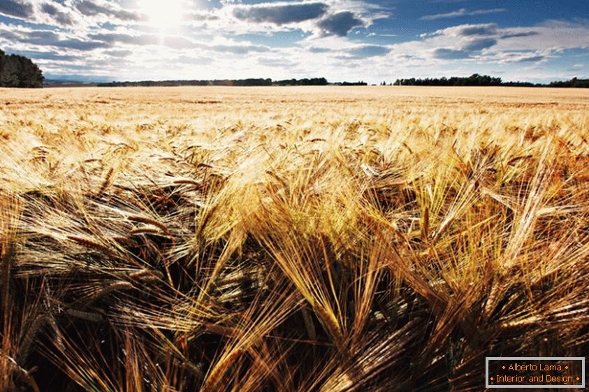 Пшеничное поле, фотограф Джонатан КАВ