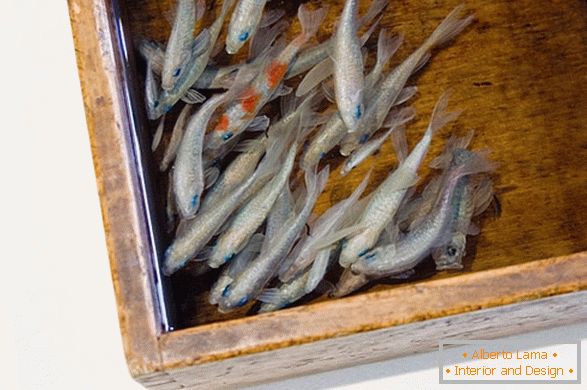 Незвычайныя малюнкі рыб ад мастака Риусуке Факехори