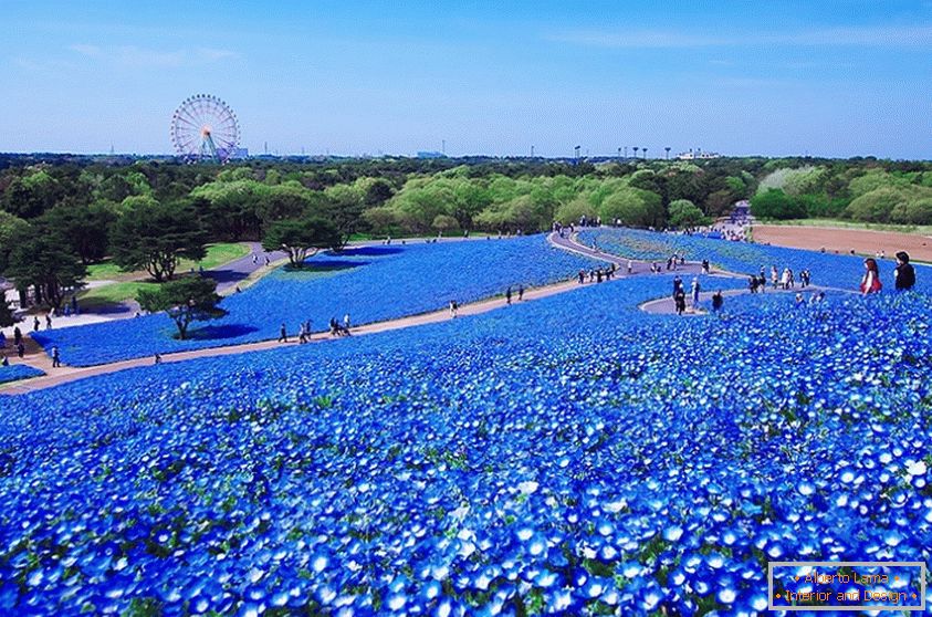 Зачаравальнае кветкавыя поля ў Японскім парку