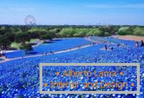 Гіпнатычныя блакітныя поля ў парку Хітачы-Сисайд, Японія