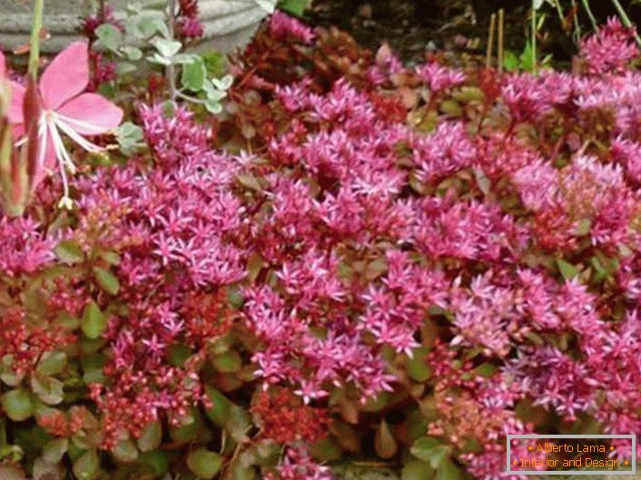 На садовым участку шчыльныя, нізкарослыя кусты пурпурнога очитка садоўнікі выкарыстоўваюць як натуральную невысокую агароджу для размежавання зон ўчастка.