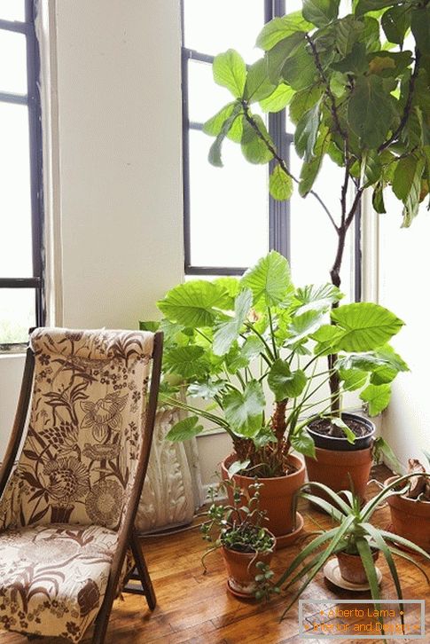 пакаёвыя растения за креслом