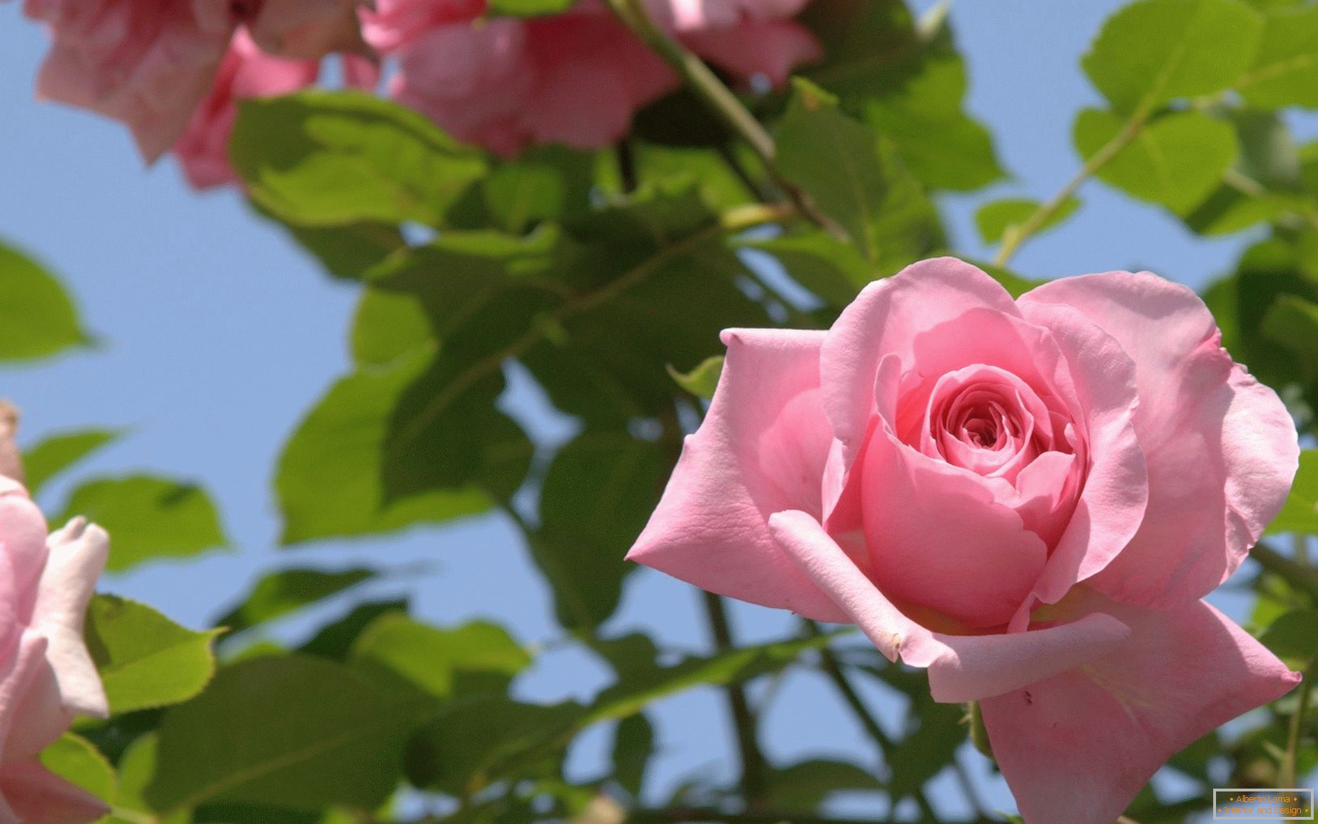 Ружы ў афармленні саду