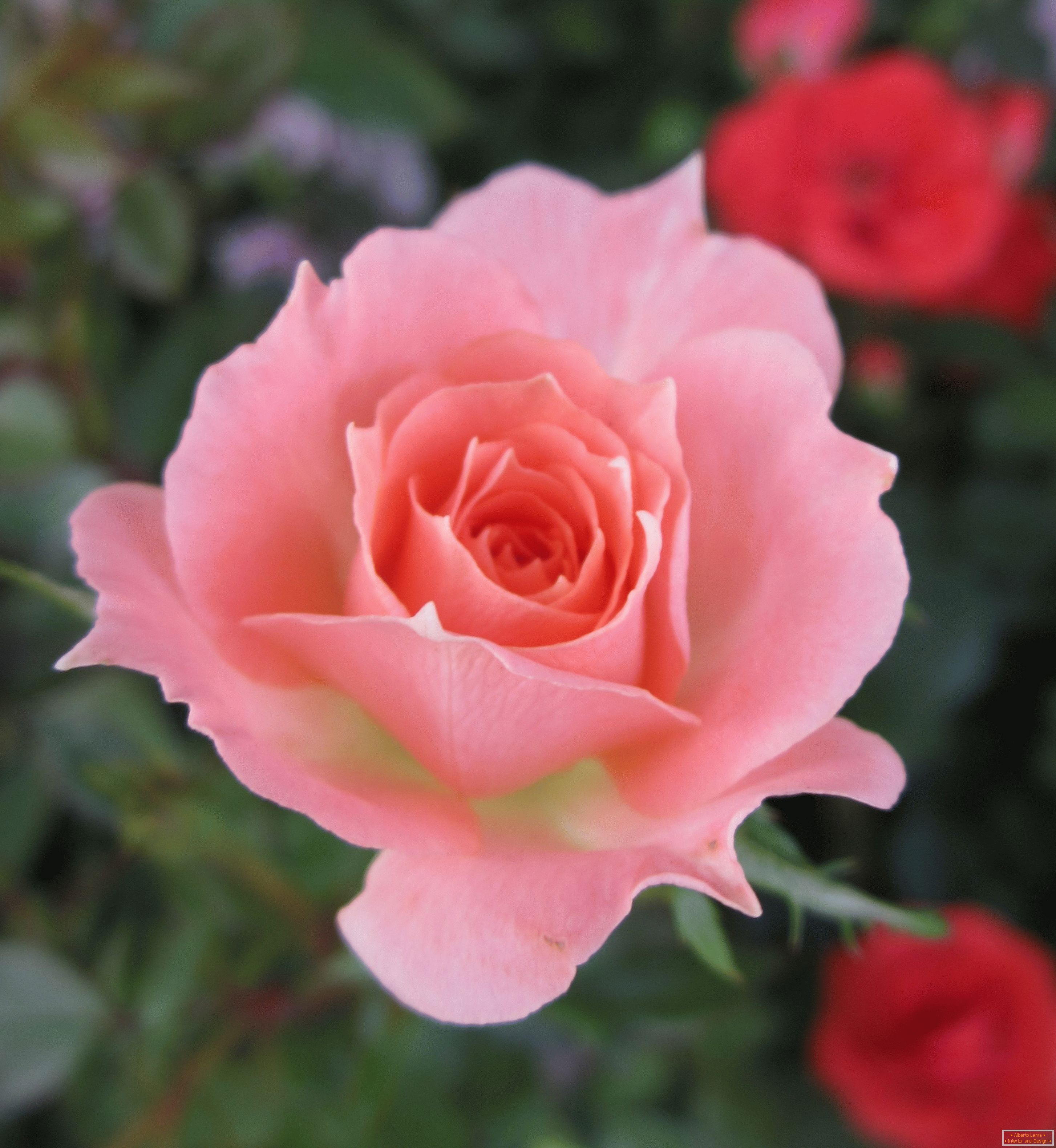 Ружа ружовага адцення у акружэнне чырвоных кветак