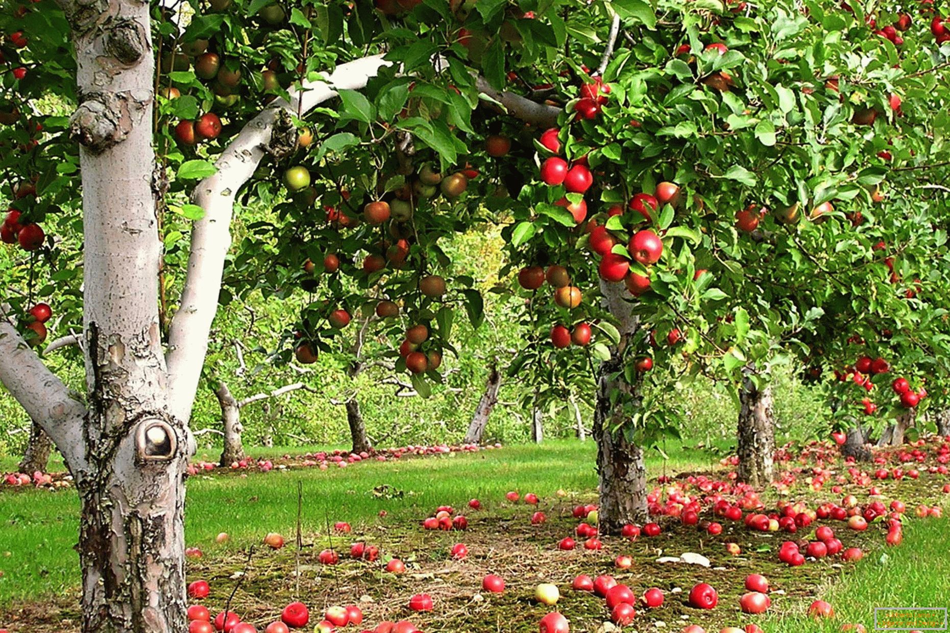 Яблыневы сад на дачы