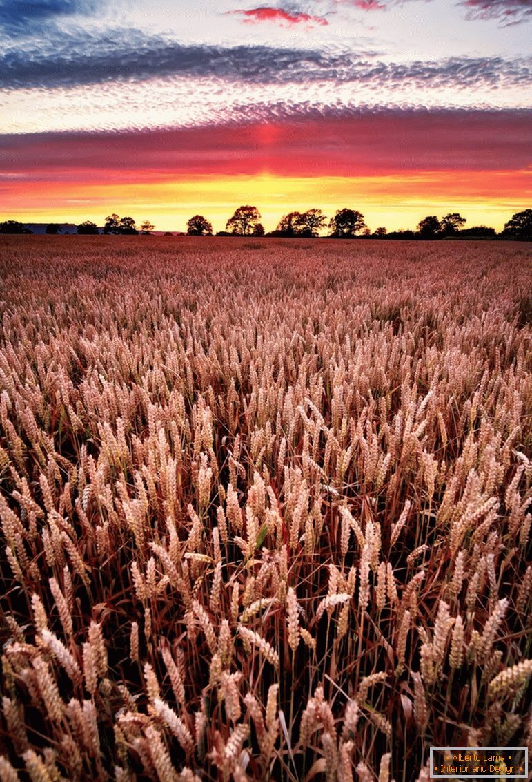 Закат на пшеничном поле, фотограф Джо Daniel Цана